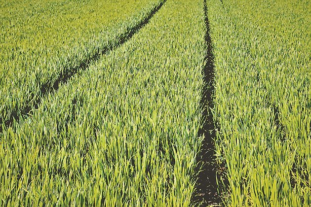 Важно е посевите да се опазят чисти от плевели, които в момента са сериозен конкурент на пшеницата за храна и вода