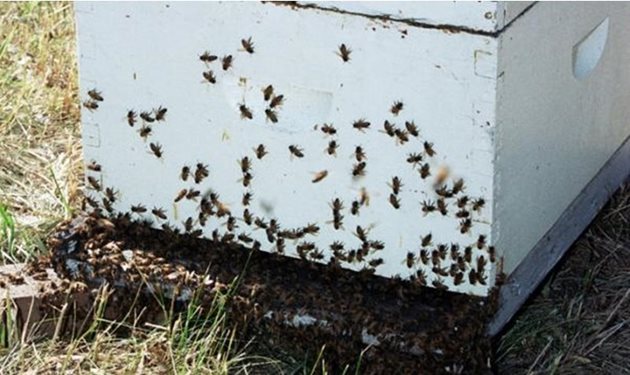 Когато в кошера се счупи, смачка или пък скъса някоя пита с мед, трябва бързо да се вземе и дъното да се подмени или почисти. Ако покапят няколко капки мед около кошера, трябва бързо да се покрият със земя или друг материал. С една дума пчеларят не трябва да оставя мед в никое място, където пчелите биха могли да го намерят.