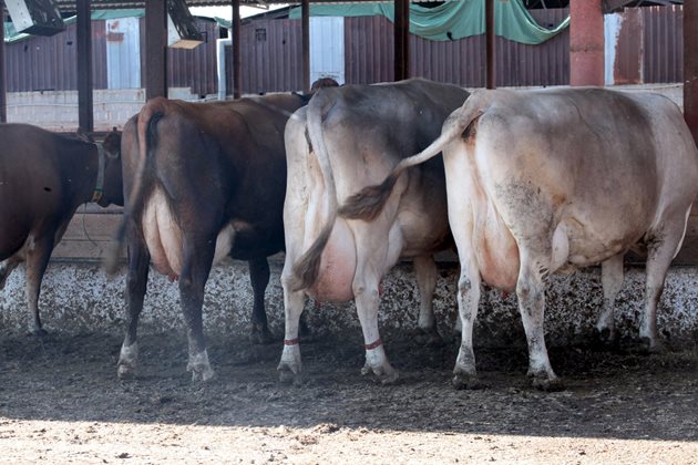 Селекционираните млечни крави във фамилна ферма "Ваневи"
