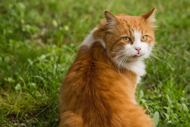 Късата козина около ушите позволява на котките да улавят по-добре ултразвуковите сигнали от плячката си СНИМКА: Pixabay