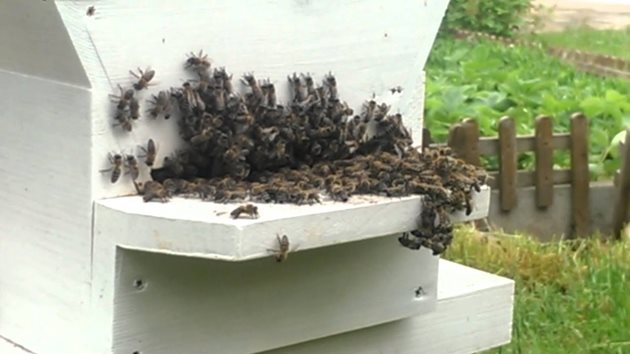 Пчелно семейство се подготвя за роене. До това състояние се стига винаги по вина на пчеларя, който не е осигурил на майката достатъчно площи за снасяне.