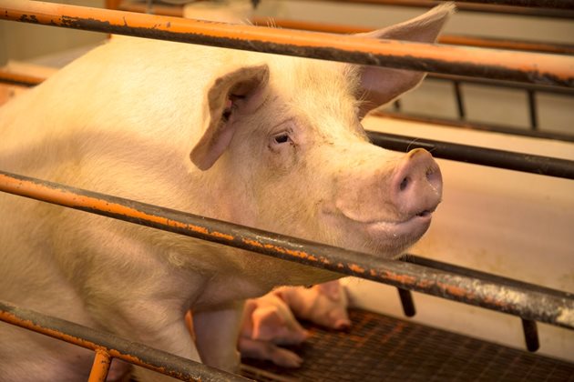 С предлаганата нова стратегия на двукомпонентно хранене лактиращите свине-майки запазват теглото си след опрасването и имат по-висока млечност