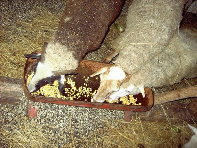 Всички видове зърно могат да бъдат използвани за хранене на овцете, комбинирани с паша. През зимния период може да добавяте и тиква - 100 грама на глава, към комбинрания фураж. А царевицата не бива да надвишава 300 г дневно, за да не затлъстеят овцете.