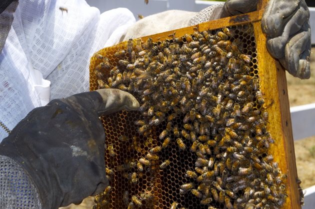 Опитът на пчеларя позволява лесно да разбере как са се развили нещата в пчелното семейство до момента на прегледа.  И дори да предскажете какво ще се случи в близко бъдеще.