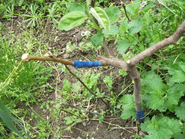 15-20 дни преди гроздобера да се маркират добрите и здрави лози, от които ще се събират калеми