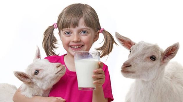 Козето мляко допринася за укрепване на костите и зъбите