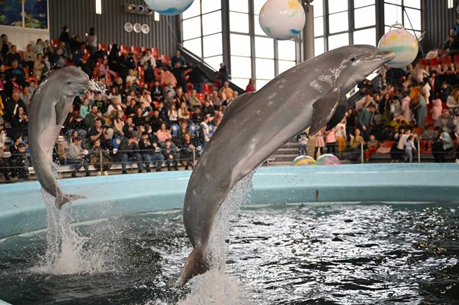 Варненският делфинариум СНИМКА: Орлин Цанев