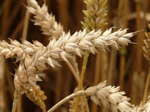 Рекордна реколта от пшеница – почти 6 млн. тона
