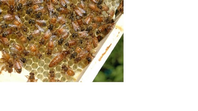 За пълноценно използване на строителния инстинкт на пчелите трябва да се поставят рамки с восъчни основи за градеж.