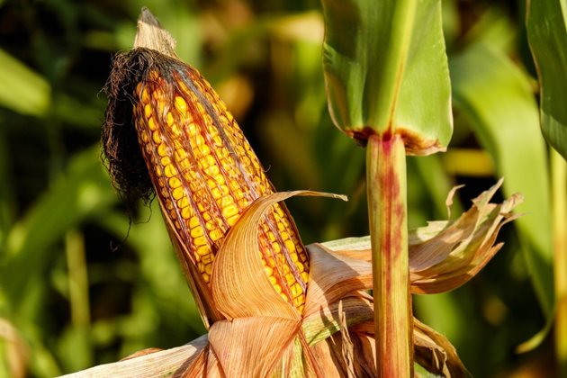Глобалните доставки на зърно остават добри в близко бъдеще и скоро ще бъдат гарантирани отново, тъй като количествата царевица в Южна Америка са големи.