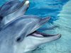 Спасиха бедстващ делфин на Централния плаж в Бургас