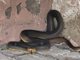 Застрашен вид змия ухапа директора на зоопарка в Одеса (Снимки)