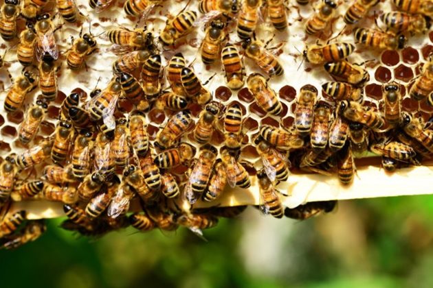 В Държавно горско стопанство „Първомай“ има условия за добра паша, а няма пчелини. Пчелините в стопанството са само 2 или 3 на брой. Там могат да се разположат временни, но не и постоянни пчелини.