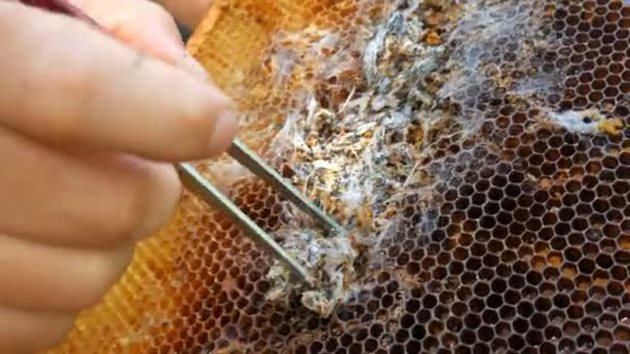 Често младите пчели остават заплетени в паяжината, която покрива образувалия се тунел и не могат да се излюпят. Снимка de.depositphotos.com