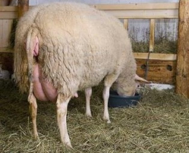 3-4 дни преди оагването на овцата трябва да подстрижете вълната около ануса и външния полов отвор и около вимето, за да може след раждането агнето бързо да намира вимето и да засуче