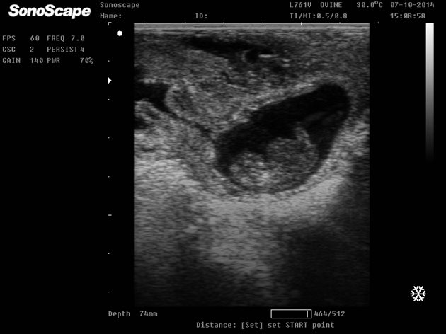 Ембрион в матката на коза, който се вижда на ехограф.