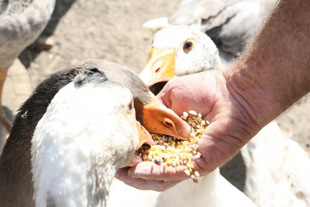 Даването на по-големи количества фураж (над 150 г дневно) е опасно. По-лакомите гъски консумират повече зърно, охранват се и може да пронесат преждевременно.