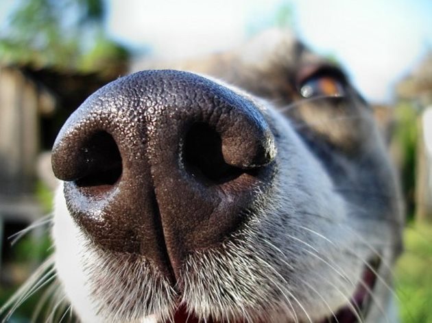 Влажният нос помага на кучето да засича и най-слабите движения на въздуха и тяхната посока