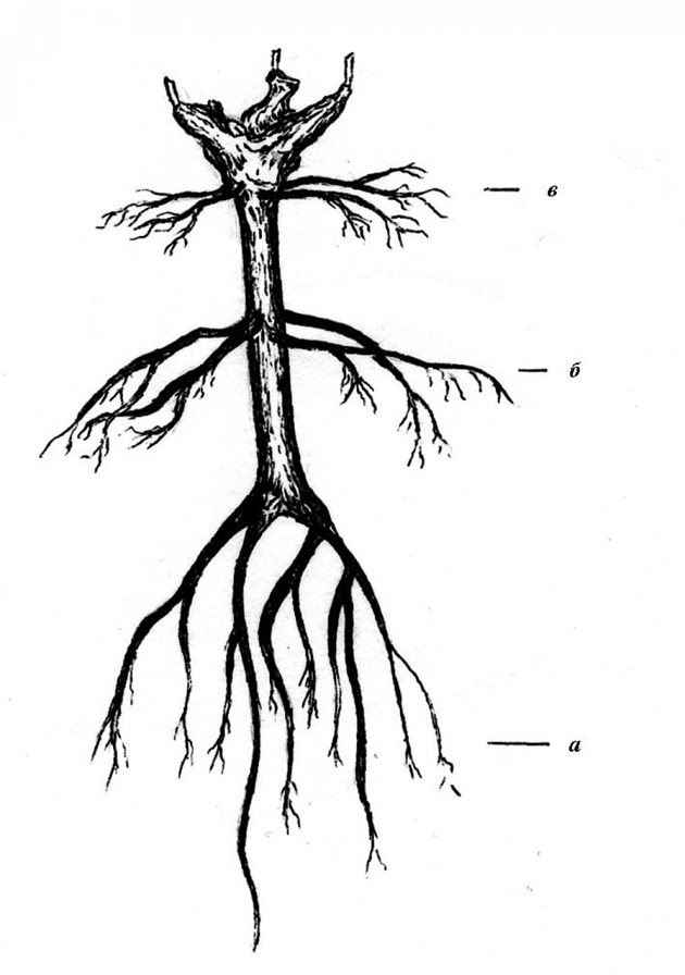 Най-долу са стъпалните корени, по средата - междинните, най-горе - повърхностните и росните