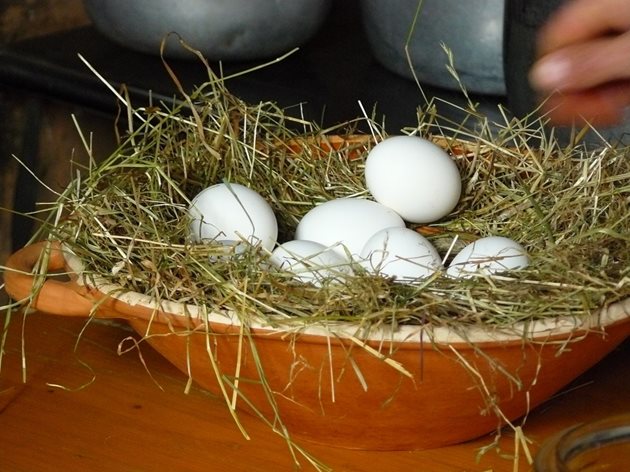 В зависимост от едрината една квачка може да люпи от 20 до 50 яйца
