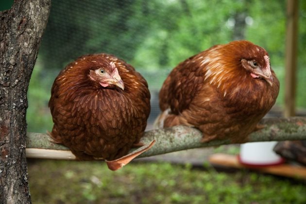 Осигурете удобно кацало на кокошките и в двора
Снимка: Pxhere
