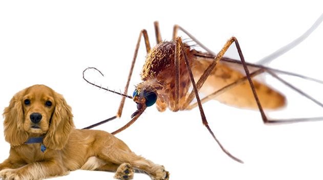 Дирофилариозата се пренася чрез ухапване от заразени комари, така че никое домашно животно не е в безопасност