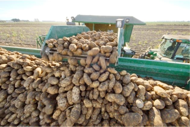На базата на процента сухо вещество картофите в сравнение с други фуражи имат толкова суров протеин, колкото царевицата, малко повече от царевичния силаж и около 60 процента от люцерната. Картофите са с ниско съдържание на калций, което изисква добавянето му, ако картофите представляват значителна част от дажбите на бременни високопродуктивни млечни крави. Съдържанието на фосфор в тях е почти същото като при царевицата, царевичния силаж и люцерната. Калият на база сухо тегло е по-висок от този н