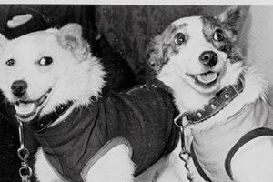 Кучетата Стрелка и Белка се връщат живи след обиколката си в Космоса, но сензацията е когато няколко месеца по-късно Стрелка ражда 6 здрави кученца.