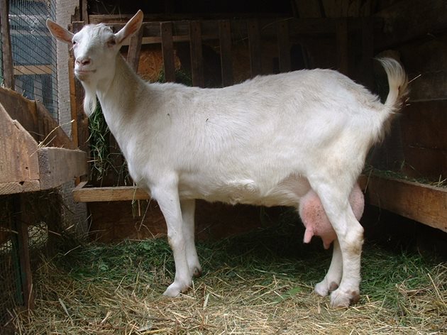 За да проверите дали козата (или кравата) е бременна, или не, изчакайте да минат поне 40-50 дни от заплождането