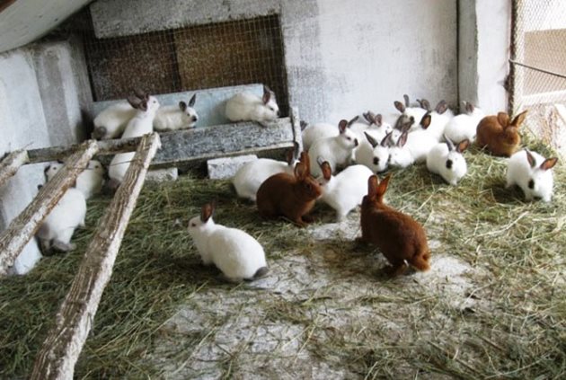 От чревна кокцидиоза боледуват предимно 1-3-месечните зайчета. Смъртността при тях е 90 на сто.