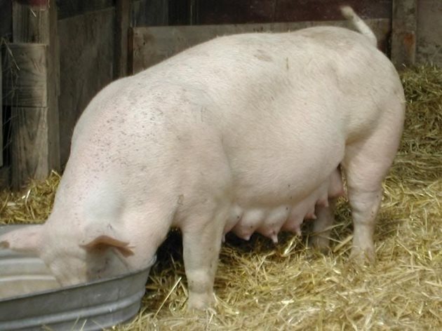 Правилното хранене е много важно както за млечността на свинята майка, така и за развитието на прасетата сукалчета