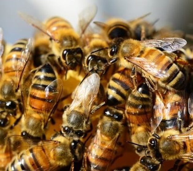 Грижите, положени за пчелните семейства през юли, оказват влияние върху успешното зимуване, както и върху нормалното развитие и състоянието им през следващата година.