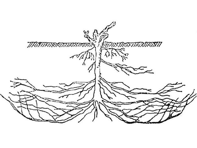 Росните корени се отстраняват дори на два пъти - през май и август