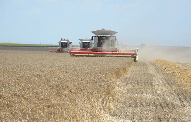 646 кг средно от декар е добивът от пшеница в област Монтана.