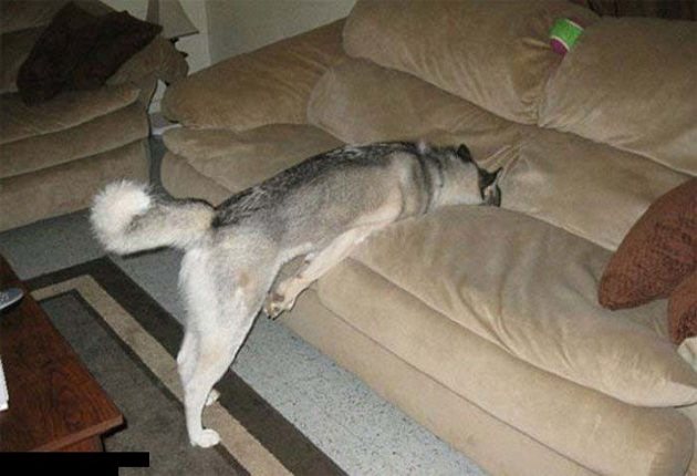 Куче, което знае, че не трябва да лежи на дивана, но толкова много му се иска...