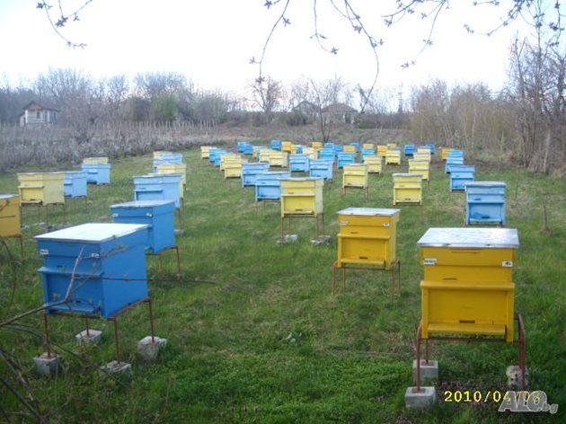 С двукорпусния кошер се получават запечатани плодникови пити с нектарен мед и цветен прашец, с които се осигурява необходимата храна за благополучното презимуване и пролетното развитие на пчелните семейства.