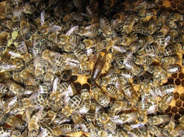 Грижите за отводките се свеждат до осигуряване на достатъчно млади пчели и хранителни запаси (8 - 10 кг мед).