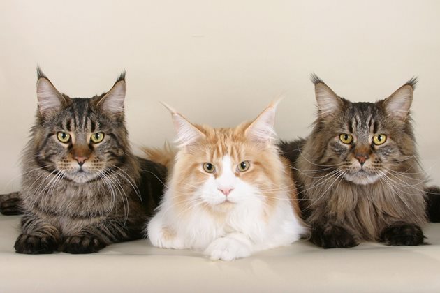 Американските дългокосмести котки порода мейн кун имат доста див вид, но всъщност са много добрички
Снимка: Уикипедия
