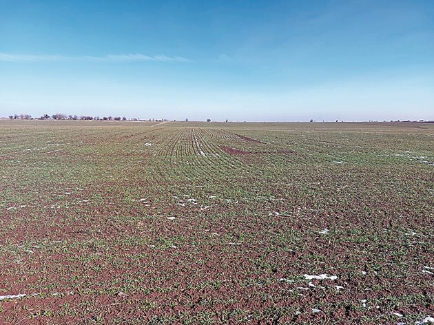 Полета с пшеница в района на Видин в края на януари