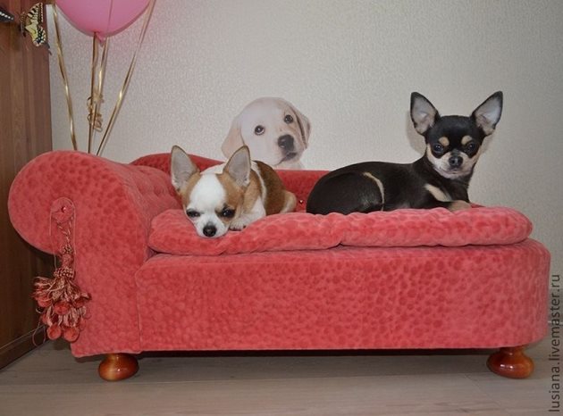 Тези кученца разполагат със собствен диван