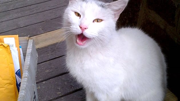 Белите котки със сини очи са много красиви
Снимка: Twitter