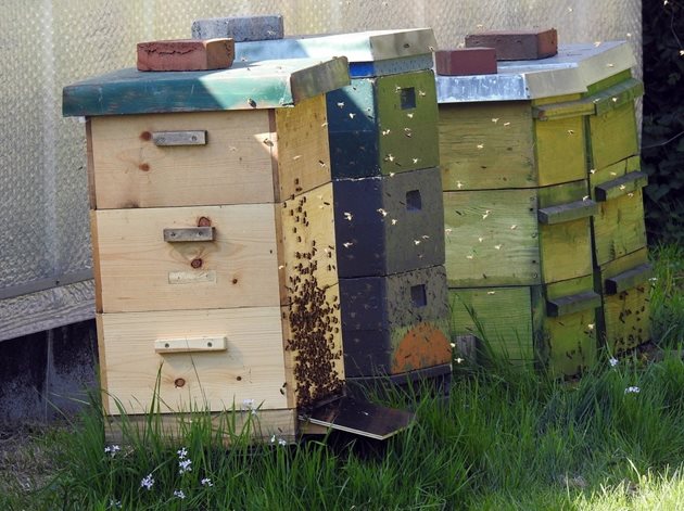 Пренаселеността в пчелното гнездо и бездействието на пчелите в него са причина за изпадане в роево състояние. Пчелите подготвят основи за маточници, принуждават пчелната майка да снесе яйца в тях и я изоставят -  не я хранят с пчелно млечице. 