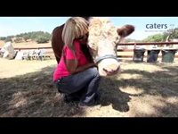 Крава се мисли за куче (видео)