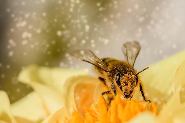 Пчела
Снимка: Пиксбей
