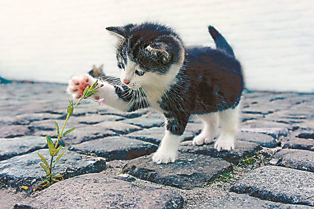 Малките котенца са най-любопитни към околния свят.