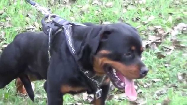 Добре възпитаният ротвайлер е дисциплинирано и послушно куче
Снимка: YouTube