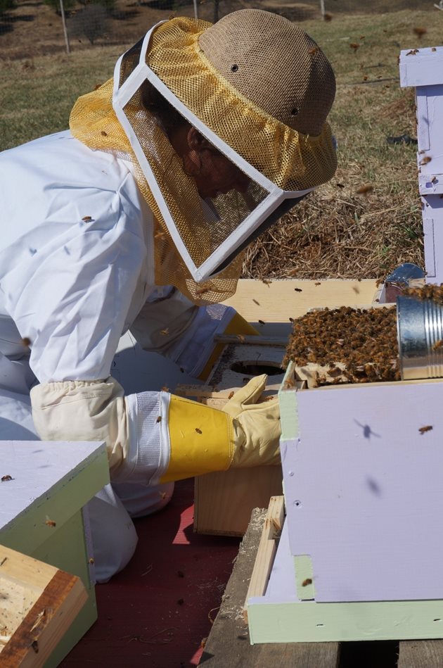 Запасните пити с нектарен мед ипрашец, които сега ще заделите, ще са ви необходими при зазимяването наесен.  Или на следващата година за попълване на хранителните запаси на пчелните семейства.