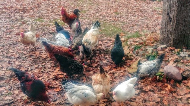 Обикновено наесен кокошките намаляват или почти спират да снасят яйца
