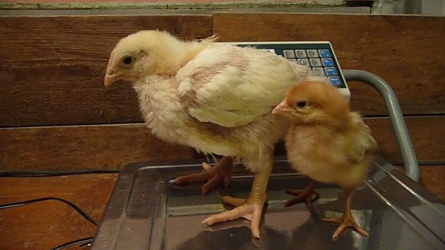 След 14-18 дни разликата в размера на пилетата става забележима (бройлерите растат много по-бързо) и тогава те трябва да бъдат разделени