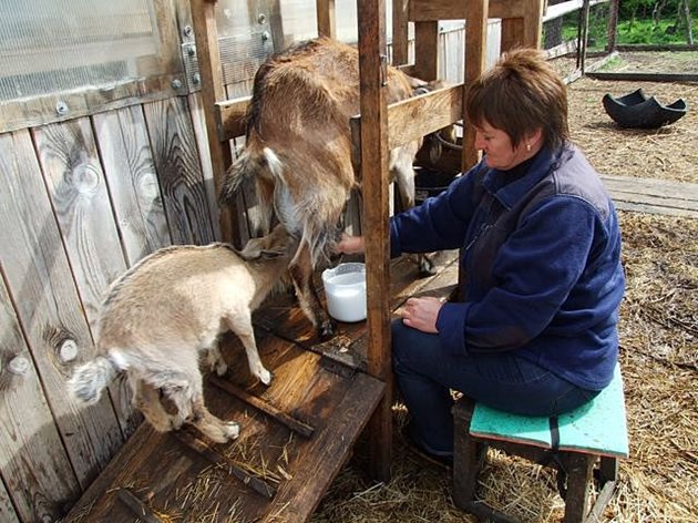 При козите най-честата причина за кръв в издоеното мляко е грубото и непохватно доене на животното